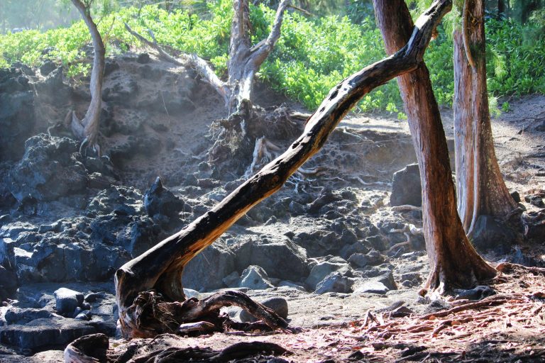A bleached driftwood branch on rocks under trees
