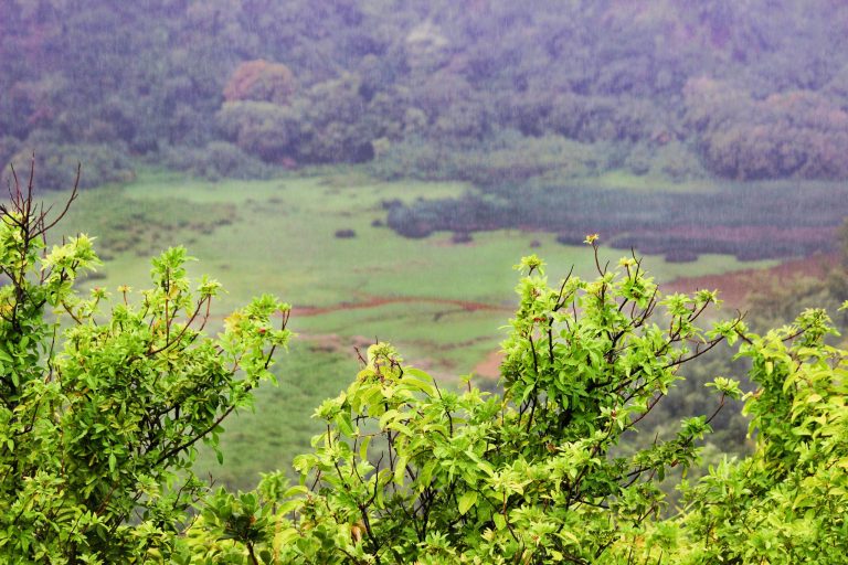 Looking down into a green valley from a jungle overlook