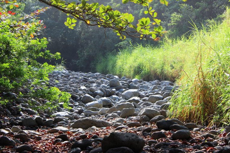 A rocky streambed edged by tall grass and trees