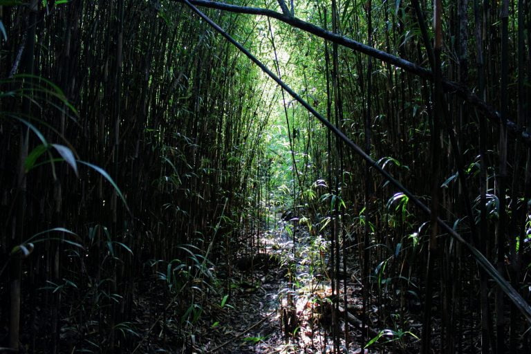 A dark tunnel of tall bamboo