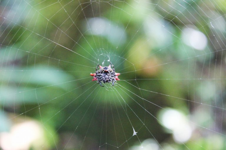 A small spiny spider in the middle of its web