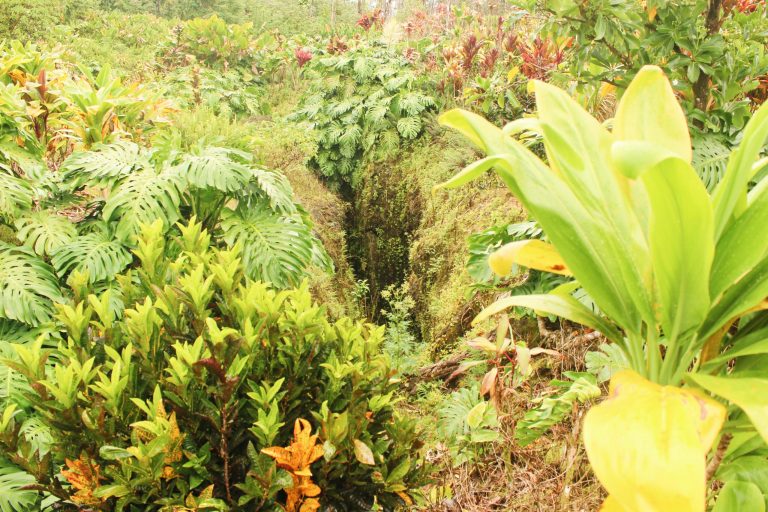 Bright tropical leaves crowding a forest floor