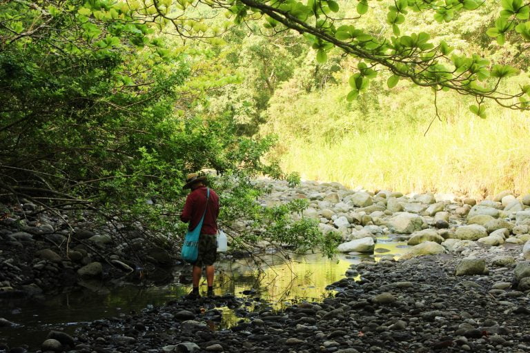 A hiker crossing a shallow rocky stream in the forest
