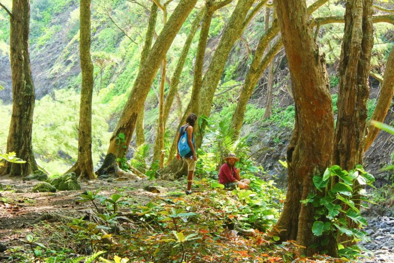 Hikers walking between tall twisting trees
