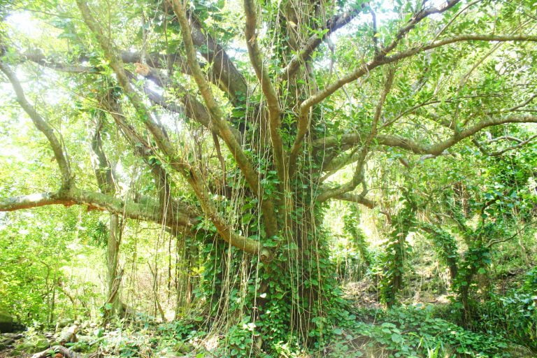 A huge tree draped in aerial roots