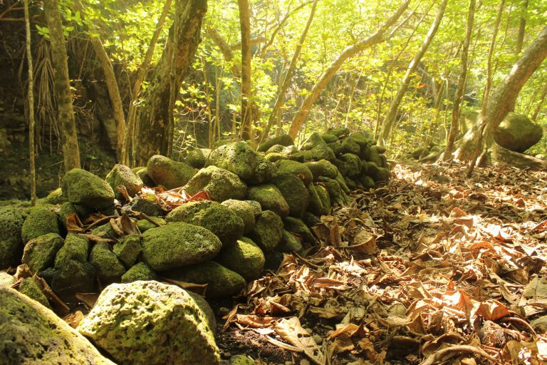 Moss-covered stones in late-afternoon forest light