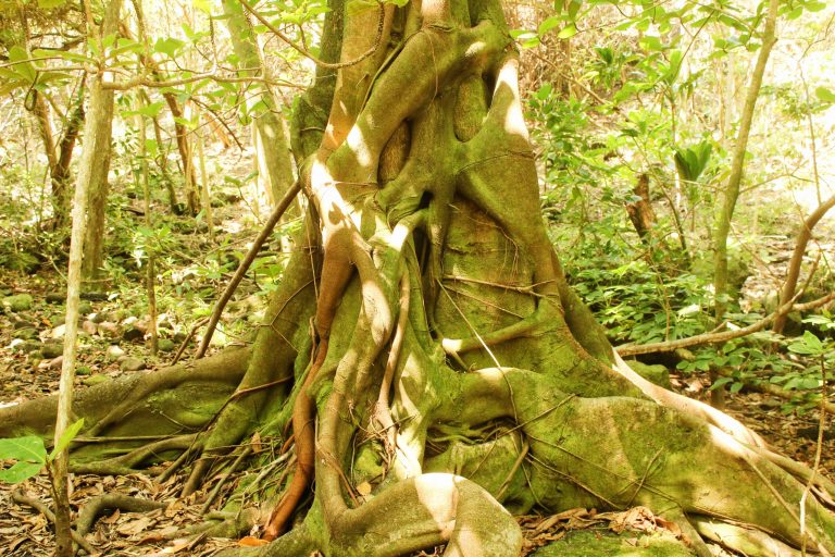 Twisting roots of a large tree spreading over the ground