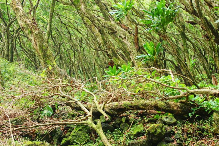 A dense tangle of branches and ferns