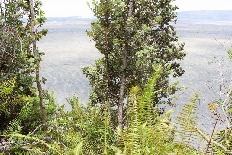 Kīlauea caldera seen through trees and ferns on the crater rim
