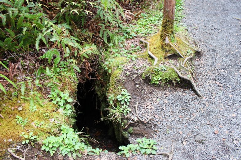 A fern-lined opening in the ground beside a path