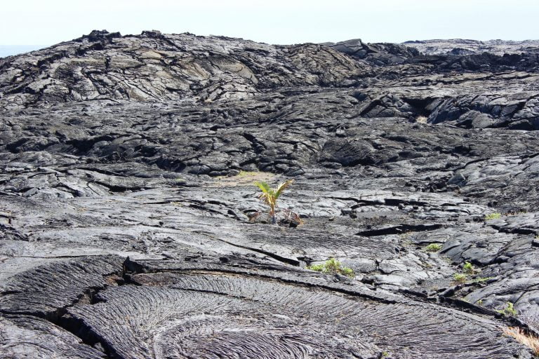 Swirled and ropy textures across a field of old pāhoehoe